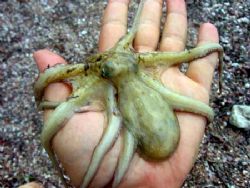 I ketch little octopus.
St. Stefan, Montenegro, August 2... by Zoran Spasovski 